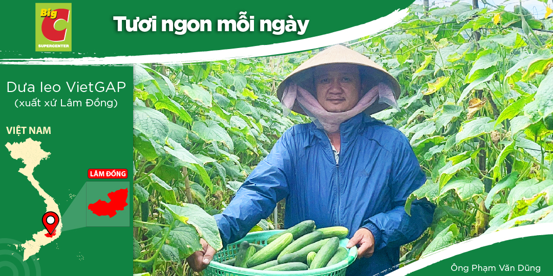 CÔNG TY TNHH TRANG DŨNG LÂM ĐỒNG - SẢN XUẤT DƯA LEO CHUẨN VIETGAP CỦA ANH PHẠM VĂN DŨNG